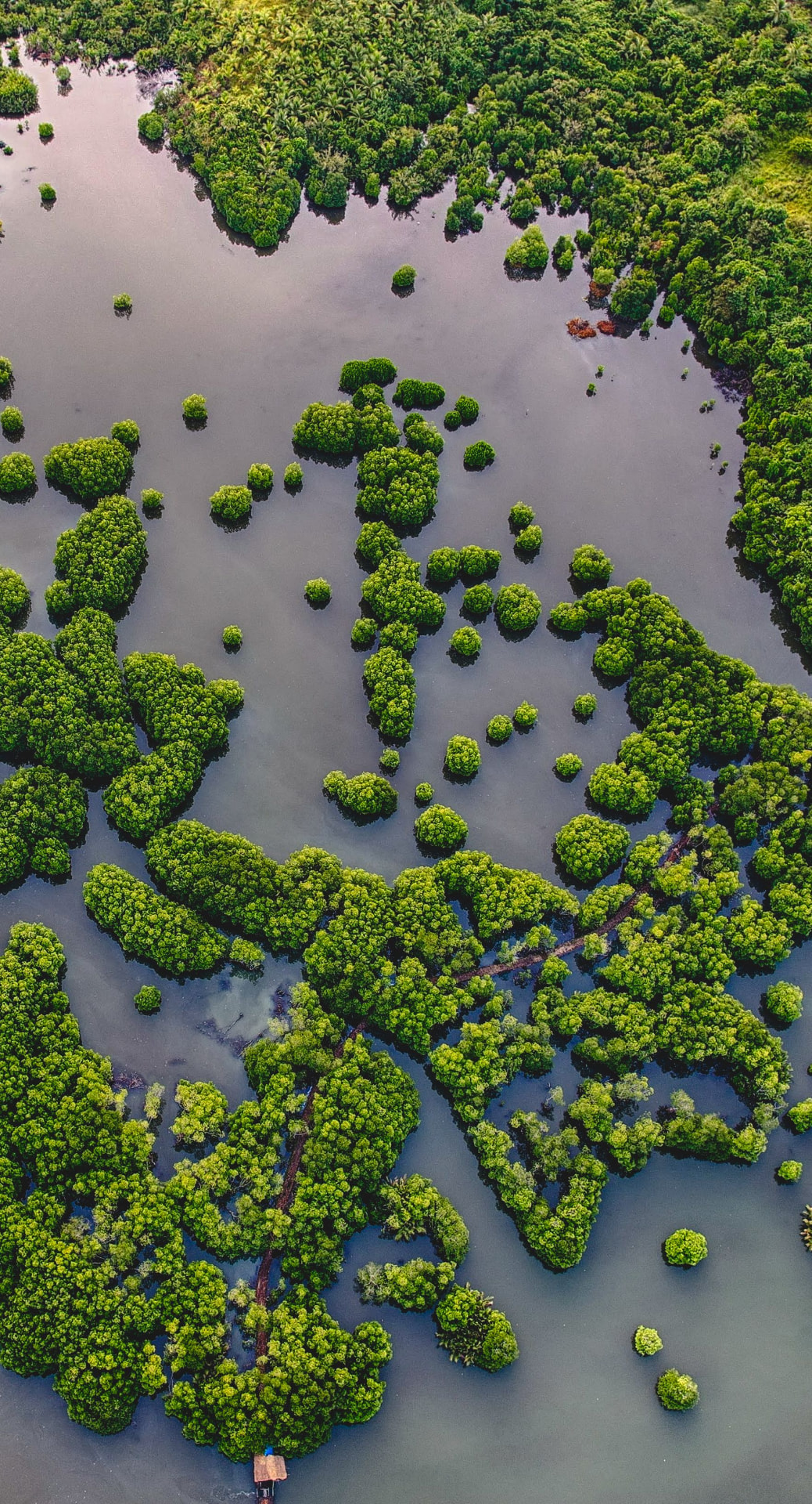 Et mangroveøkosystem af mange små grønne øer omgivet af vand set fra luften