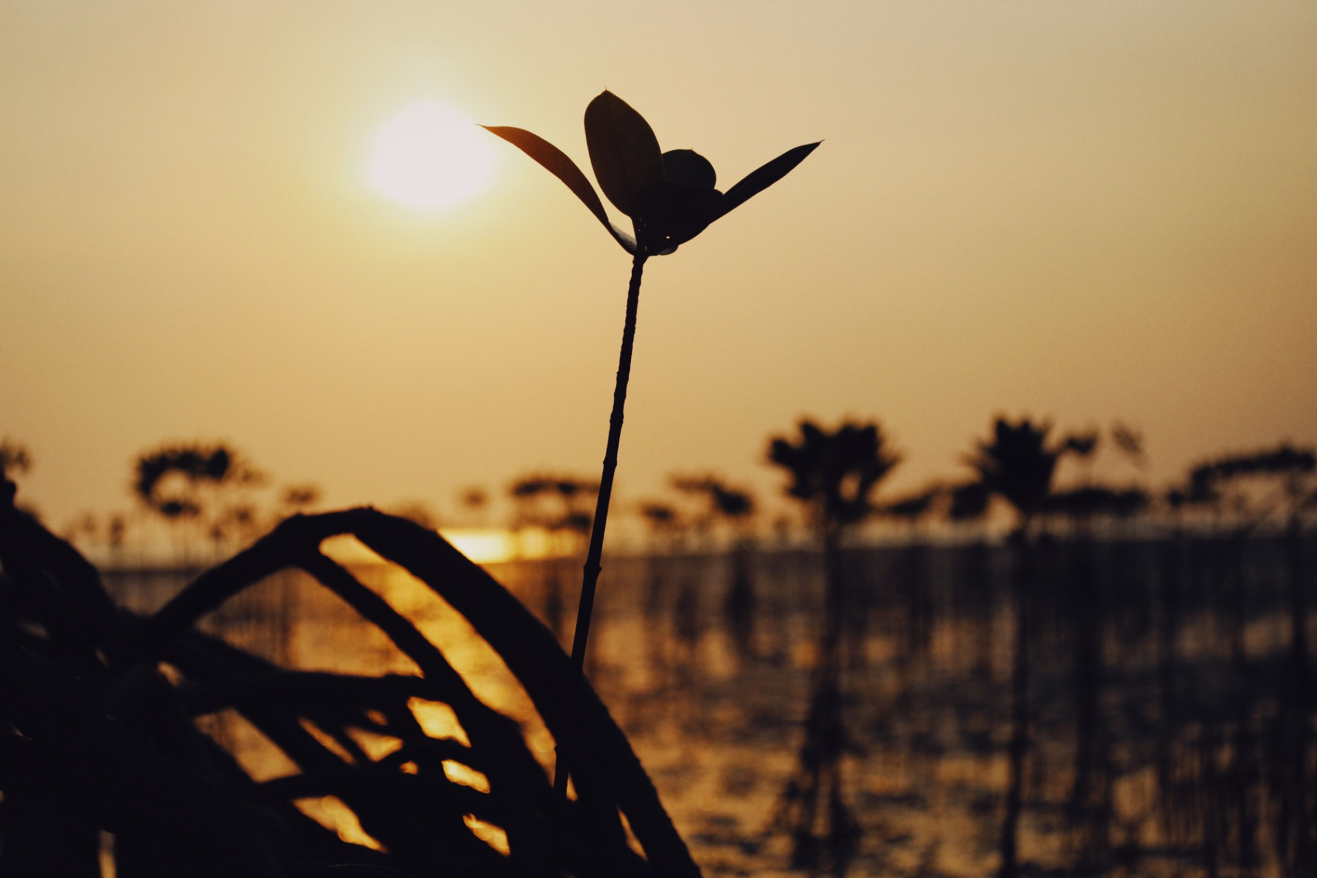 En ung mangroveplante i silhuet mod en varm solnedgang