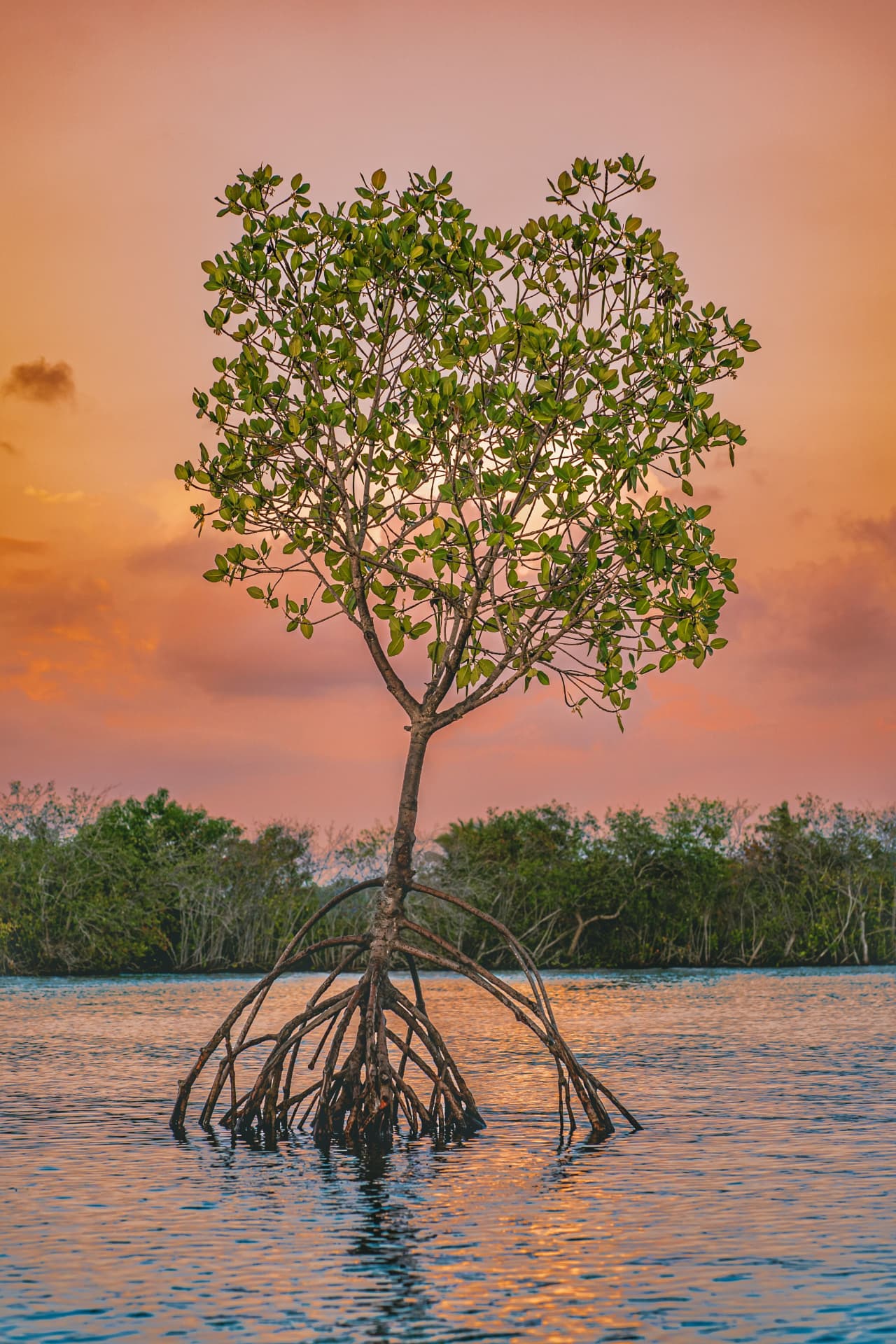 Et enkelt mangrovetræ med tydelige rødder i roligt vand ved solnedgang