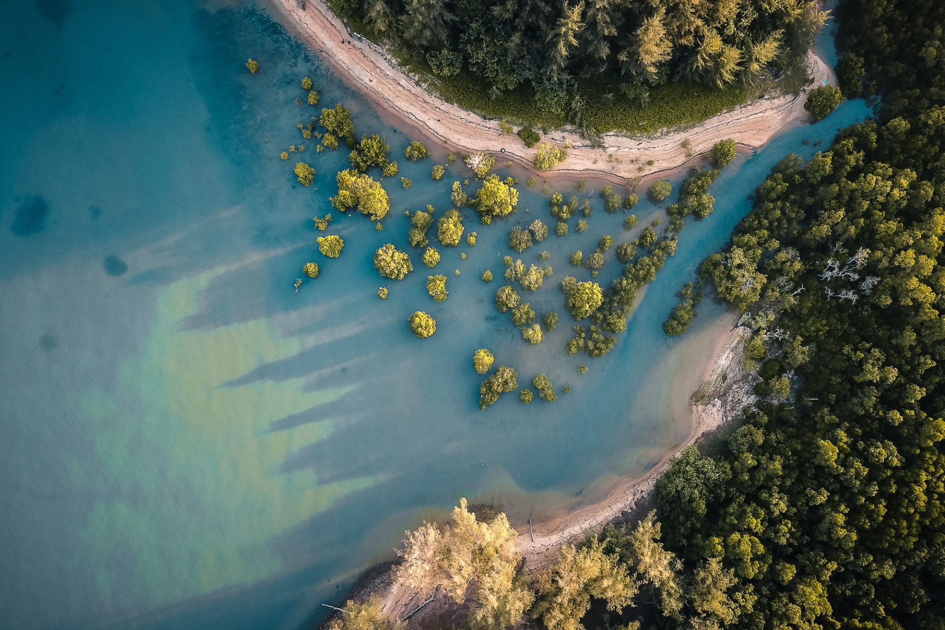 Mangrovetræer og grønne kroner set fra luften i klart blåt vand